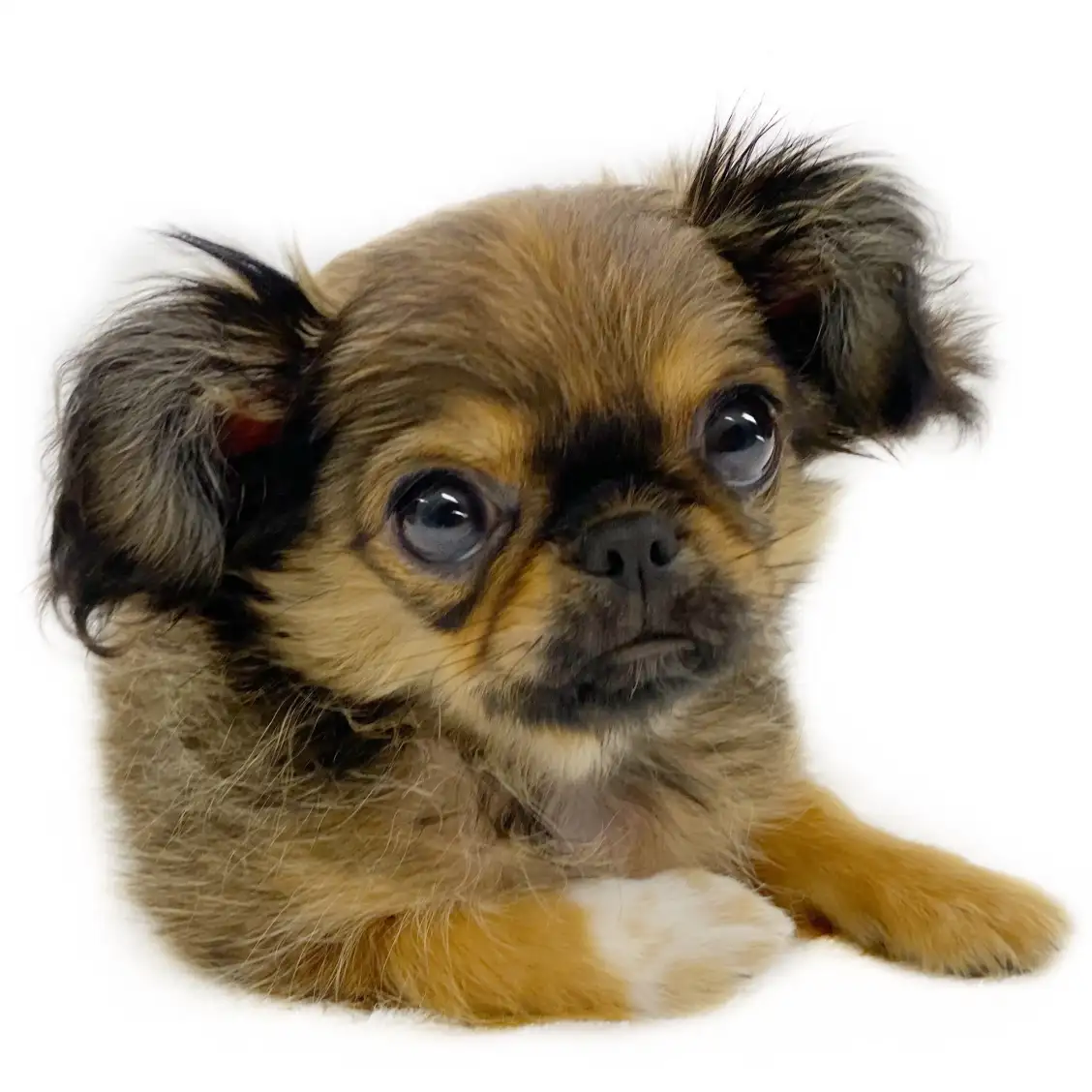 MIX(チワワ×ペキニーズ)