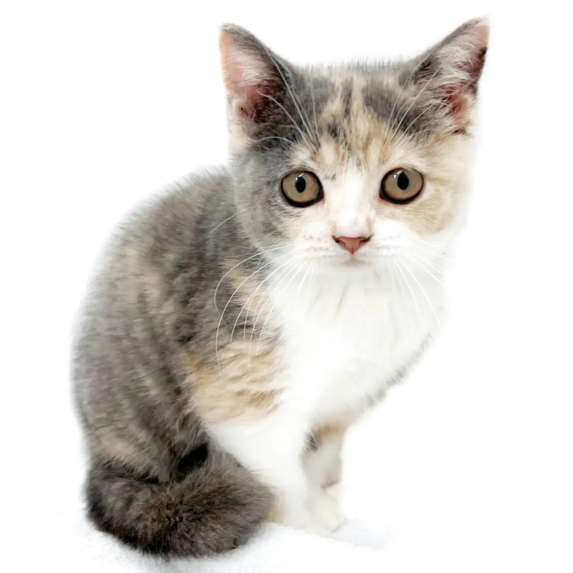 ブリティッシュショートヘア