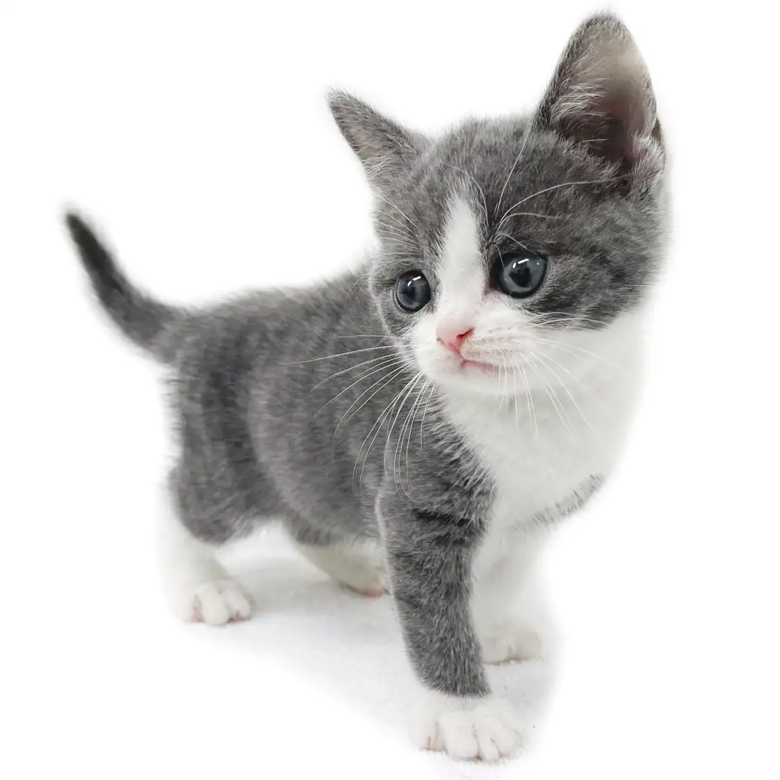 ブリティッシュショートヘア