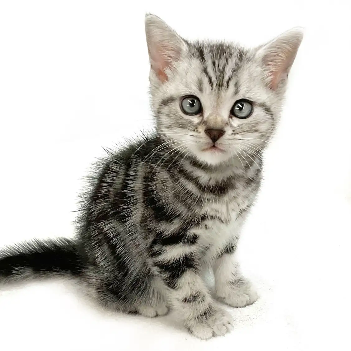 アメリカンショートヘア