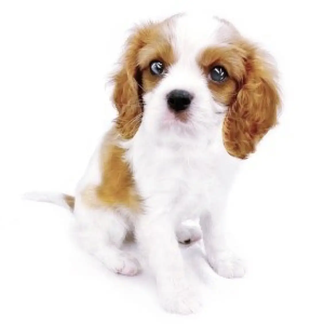 キャバリア・キングチャールズ・スパニエル