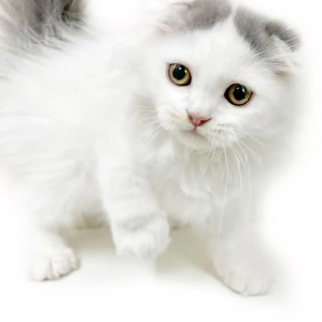 スコティッシュフォールド