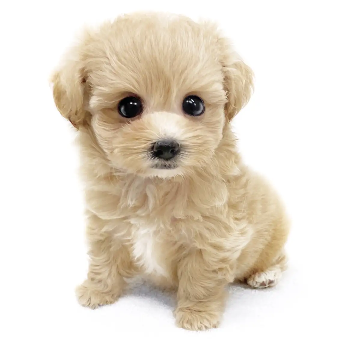 MIX(マルチーズ×トイプードル)