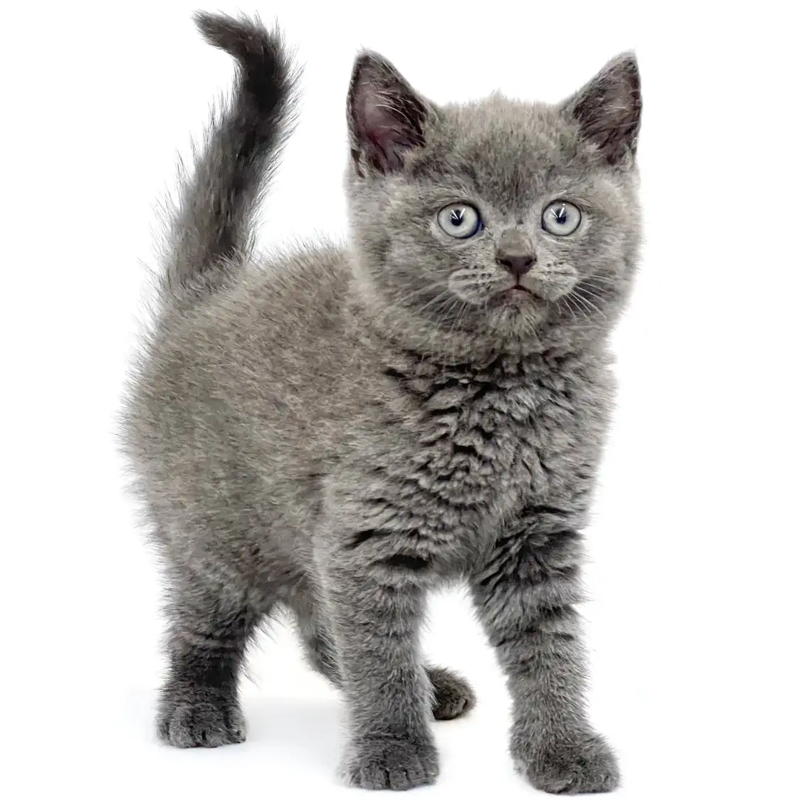 ブリティッシュショートヘア