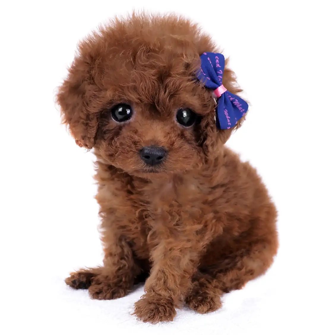 トイ・プードル