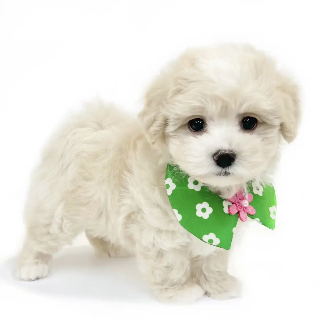 MIX(マルチーズ×トイプードル)