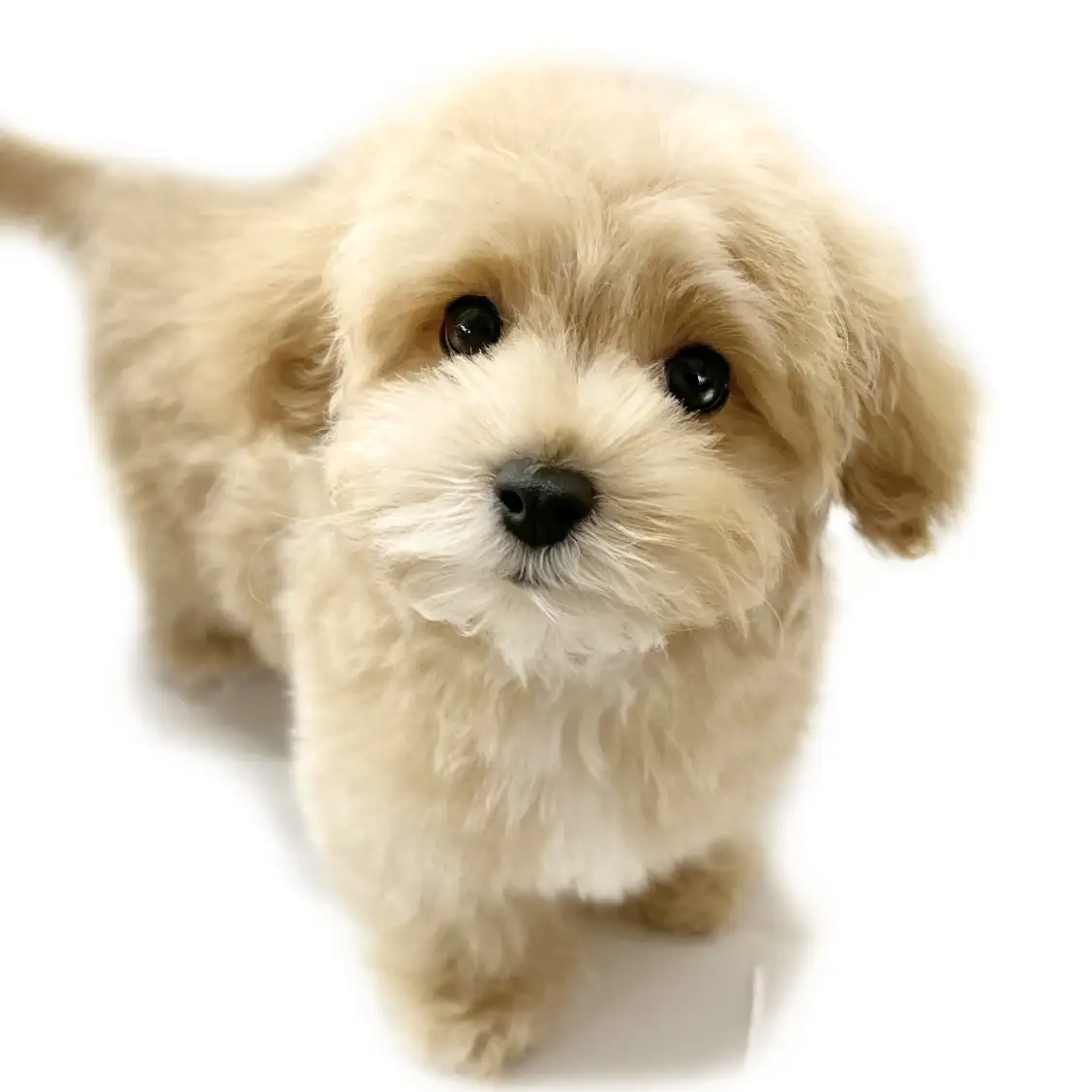 MIX(マルチーズ×トイプードル)