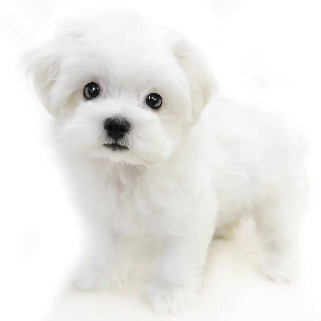 MIX（マルチーズ×ビションフリーゼ）