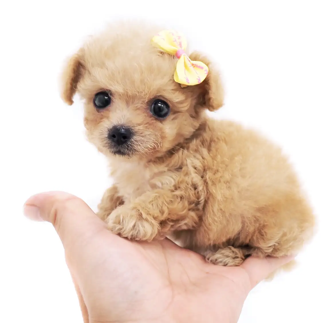 MIX（チワワ×トイプードル）