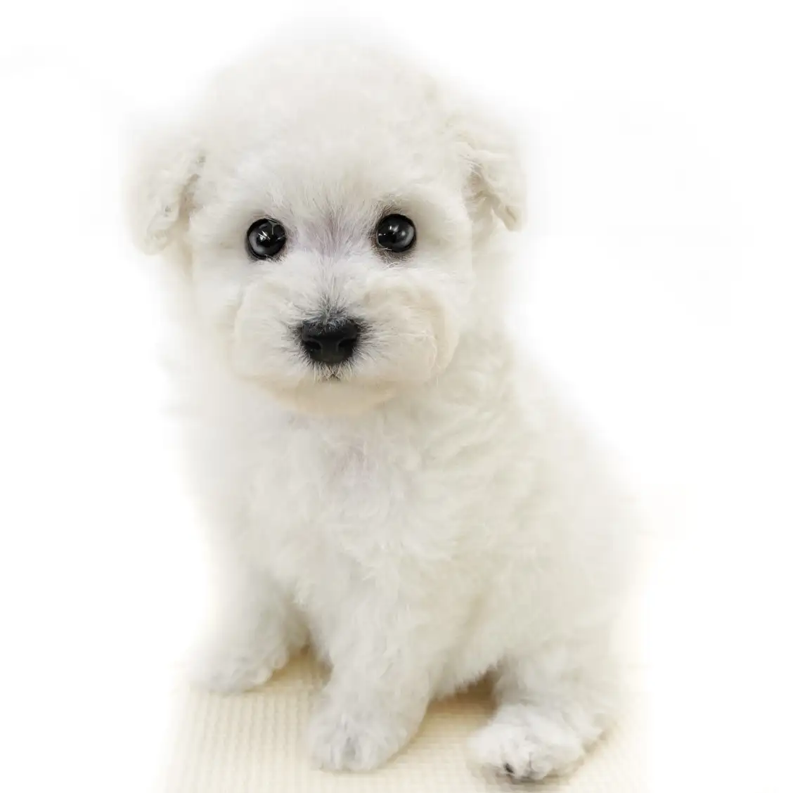 トイ・プードル