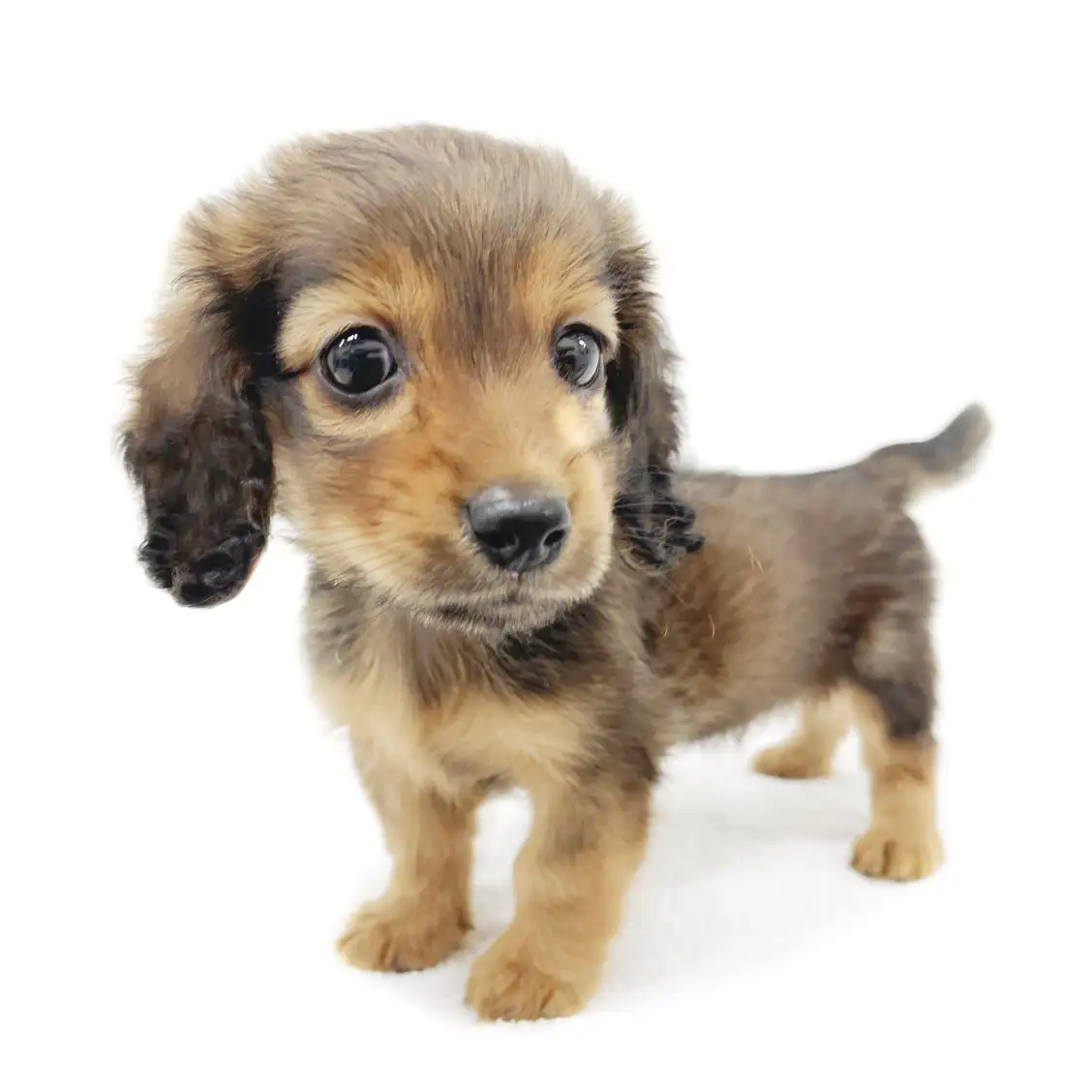 カニンヘン・ダックスフント