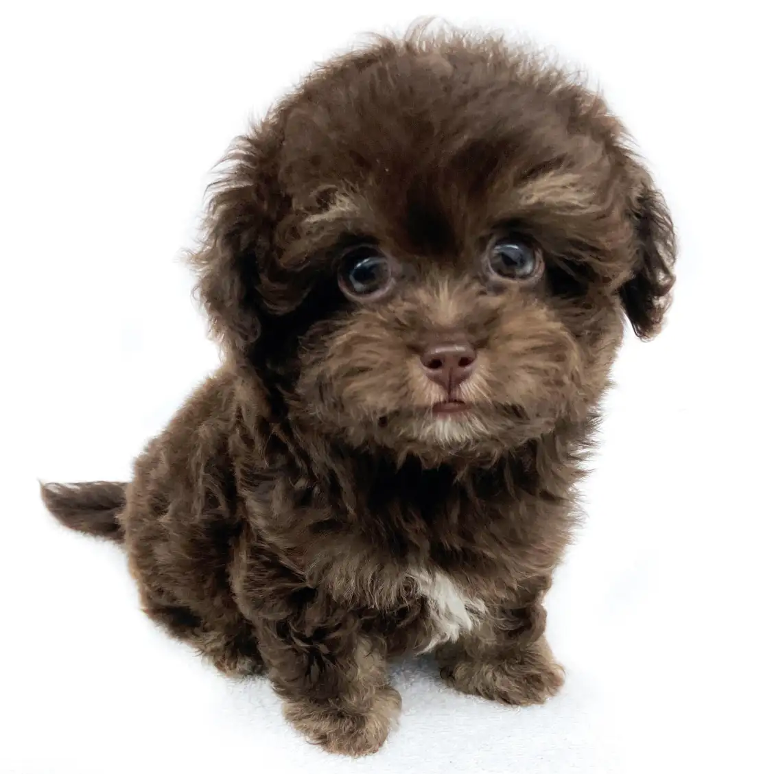 MIX（チワワ×トイプードル）