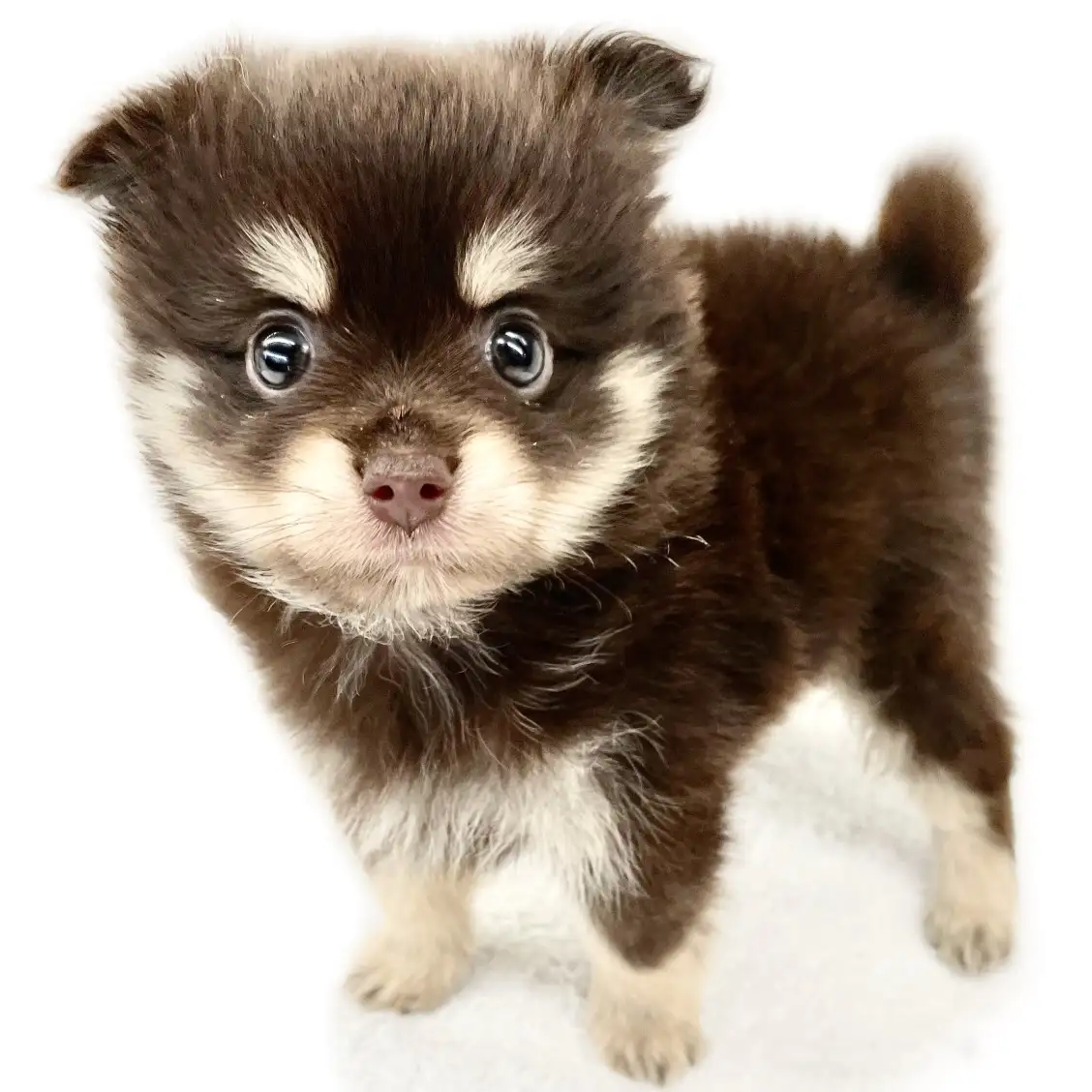 MIX（ポメラニアン×チワワ）