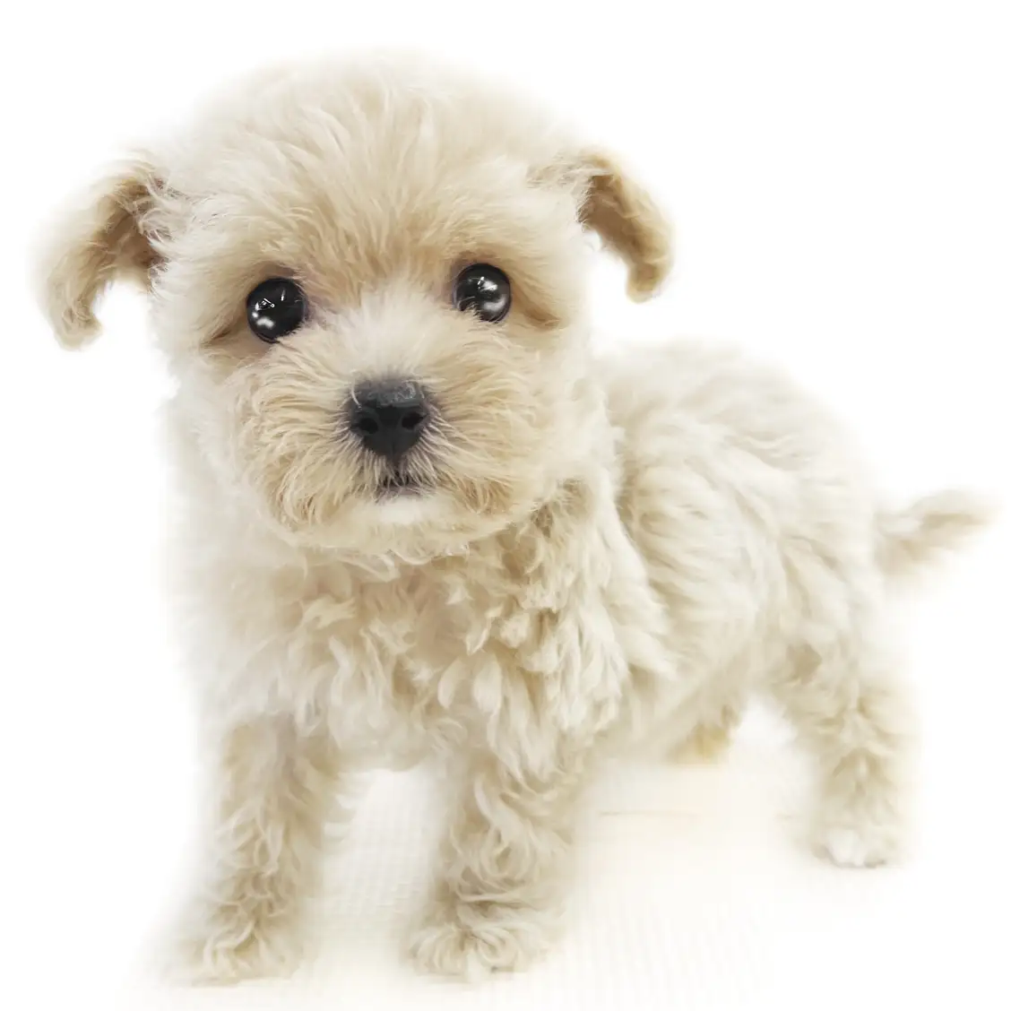 MIX(トイプードル×マルチーズ)