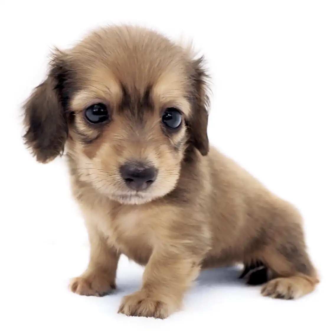 カニンヘン・ダックスフント