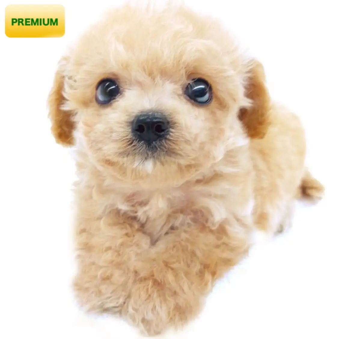 MIX（チワワ×トイプードル）