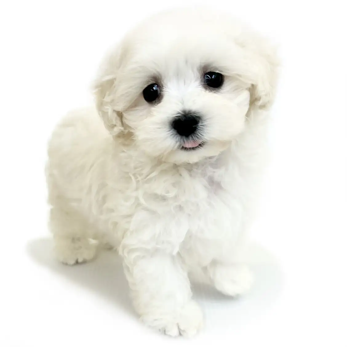 MIX(マルチーズ×トイプードル)