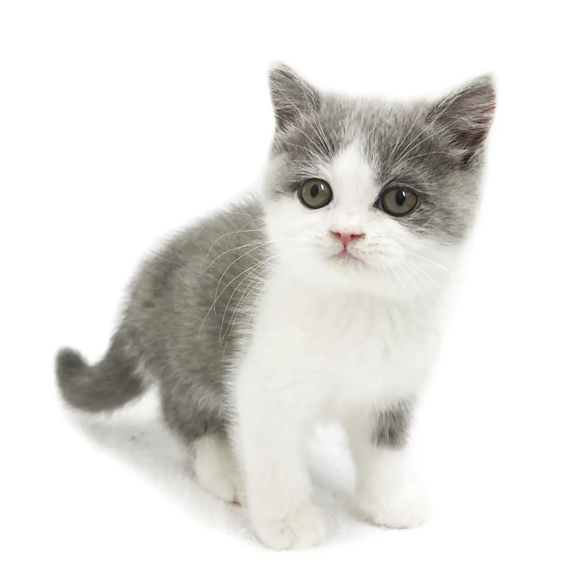 ブリティッシュショートヘア