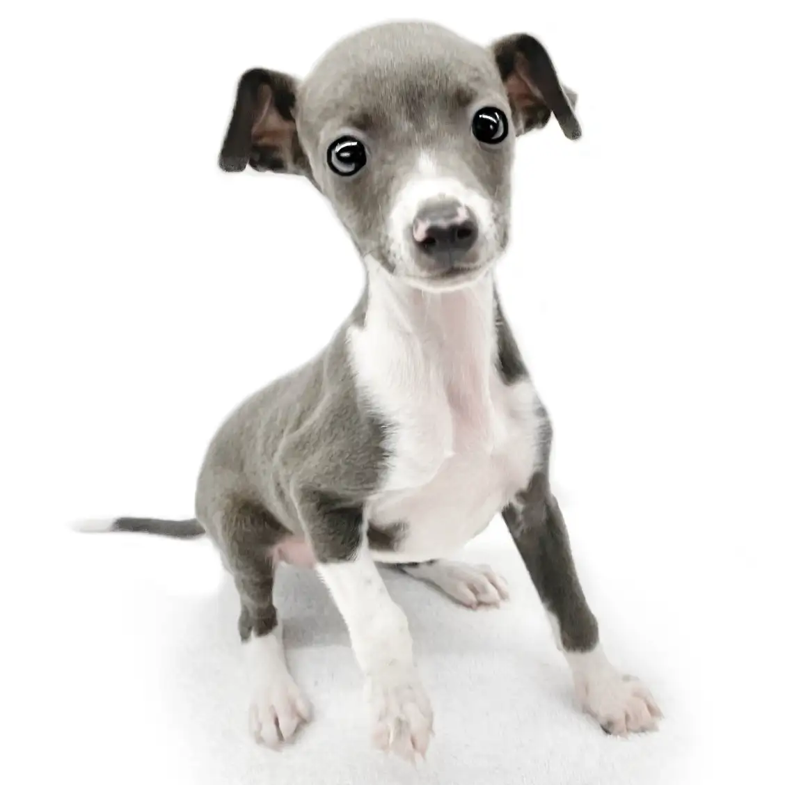 イタリアングレーハウンド