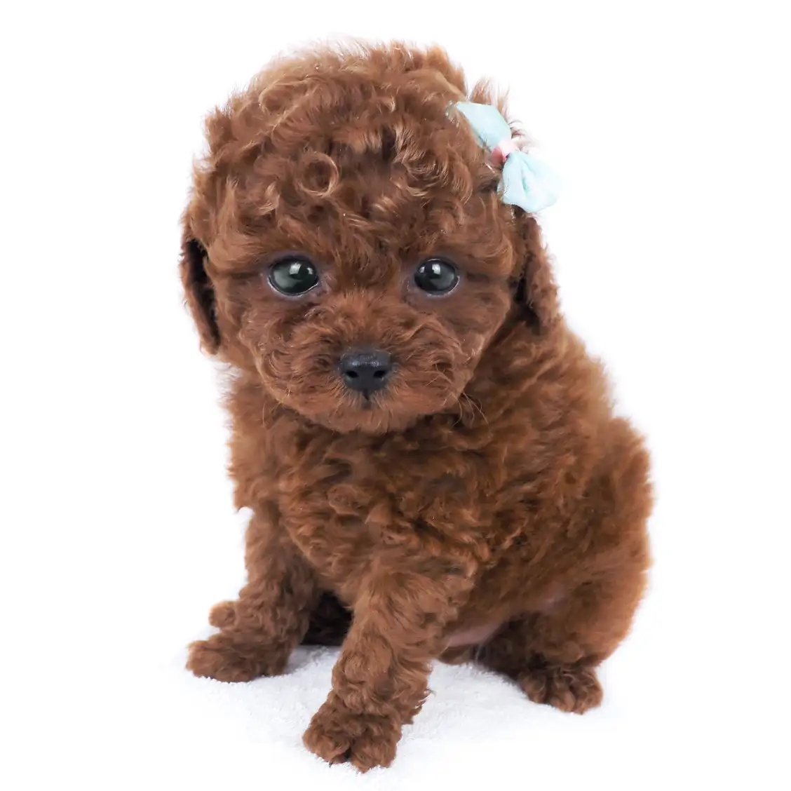 トイ・プードル