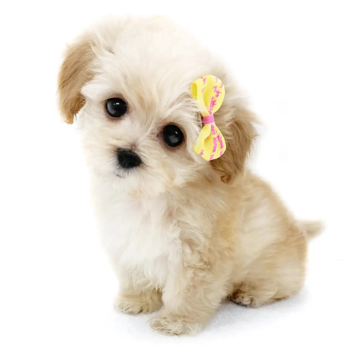 MIX(トイプードル×マルチーズ)