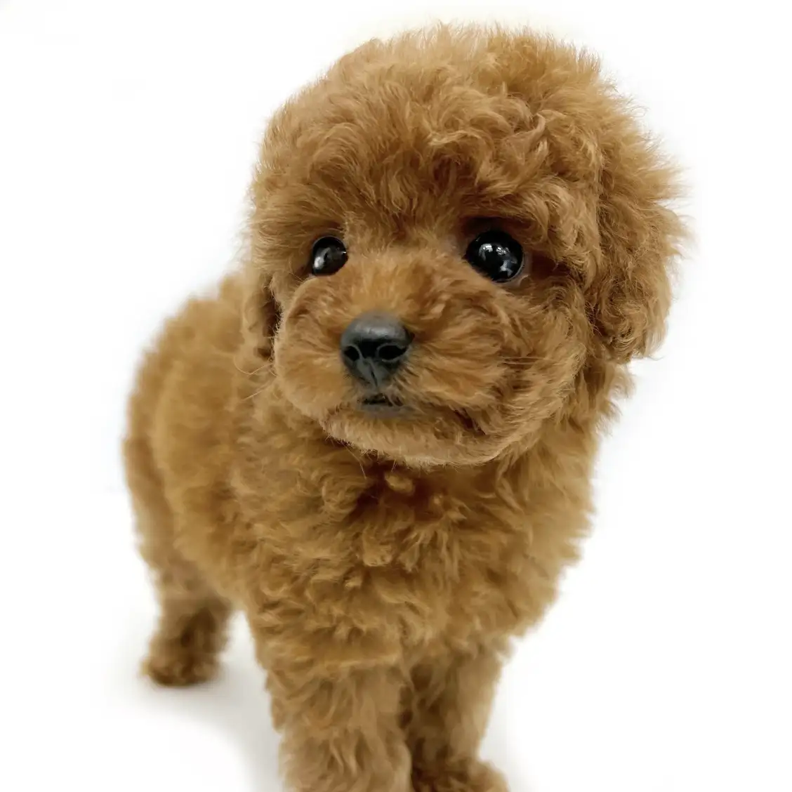 トイ・プードル