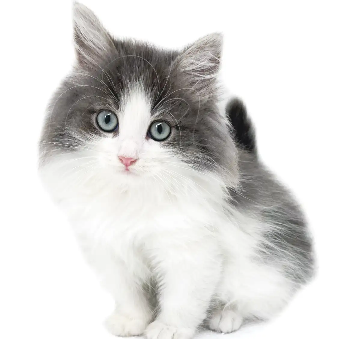 ノルウェージャンフォレストキャット