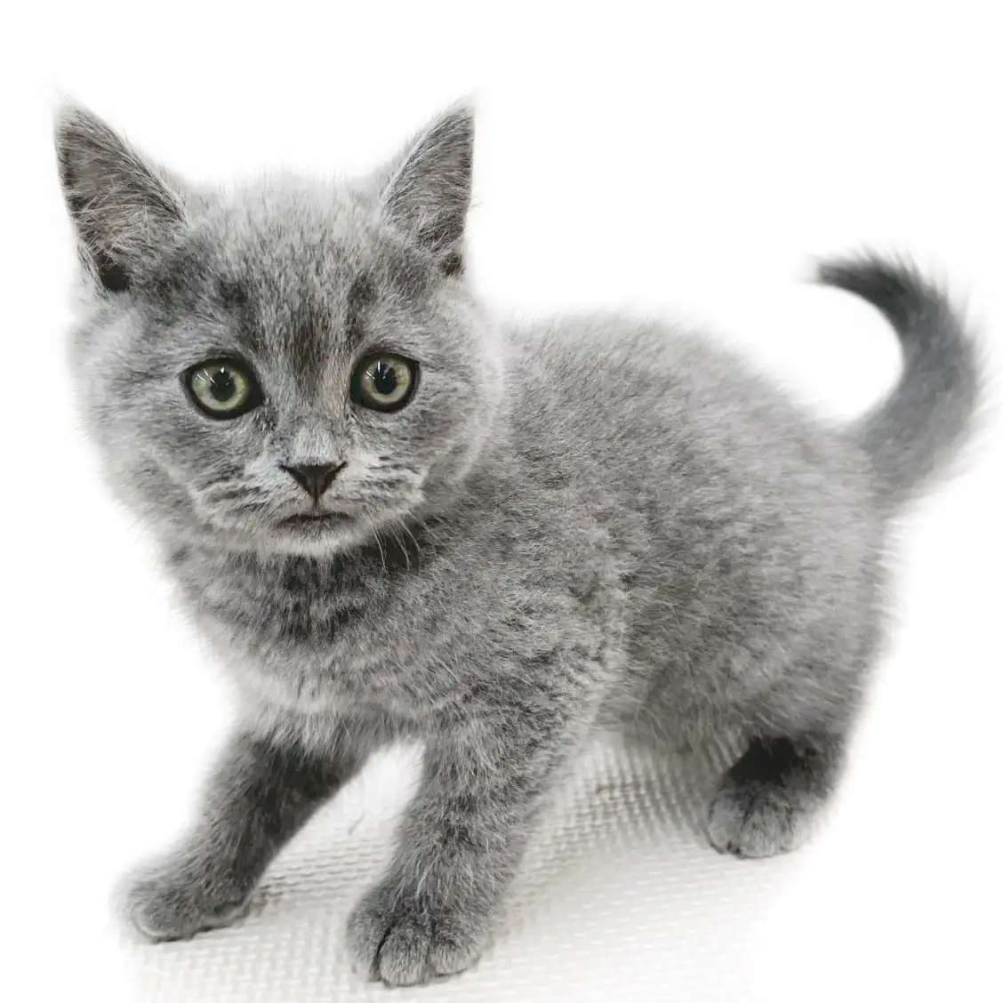 ブリティッシュショートヘア