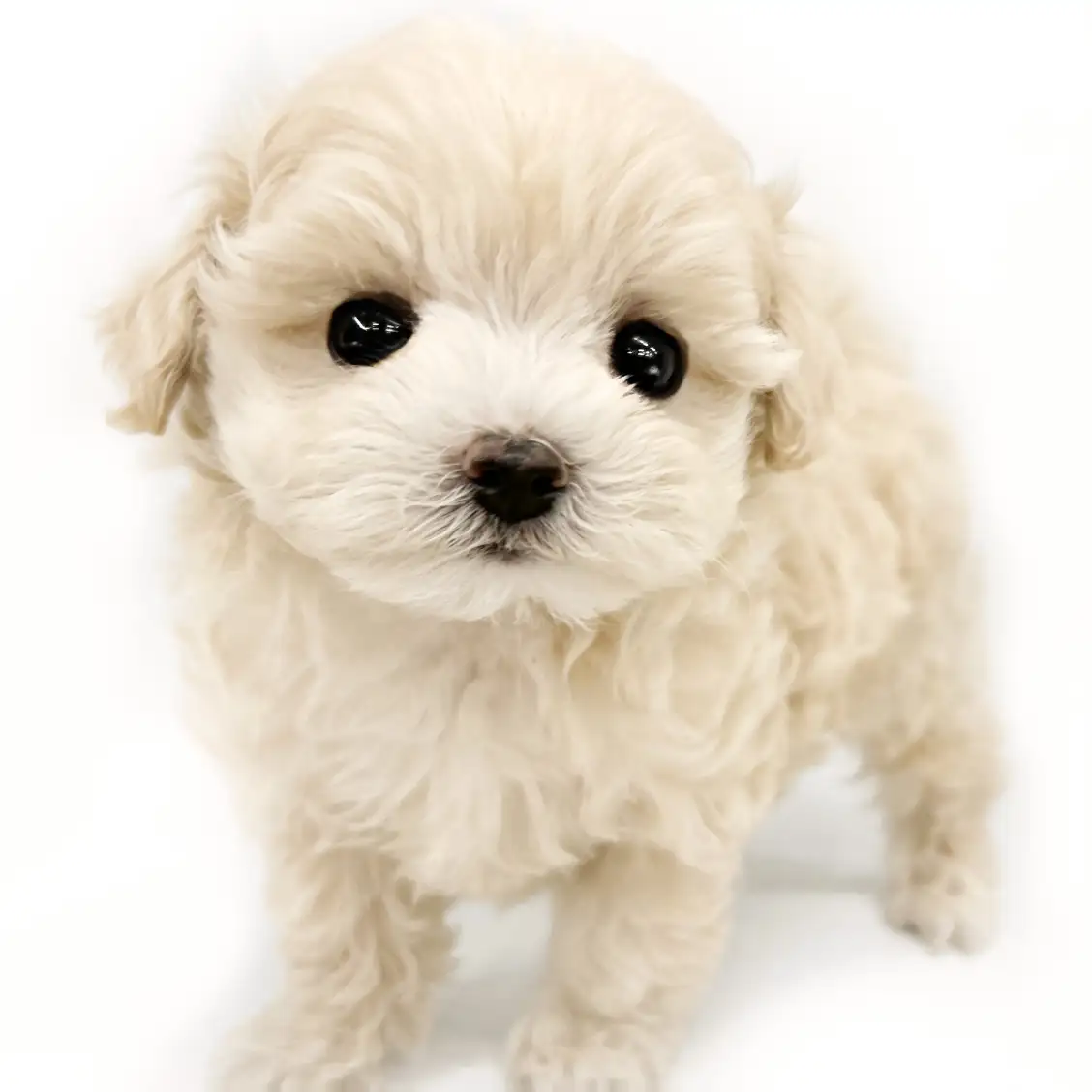 MIX(トイプードル×マルチーズ)