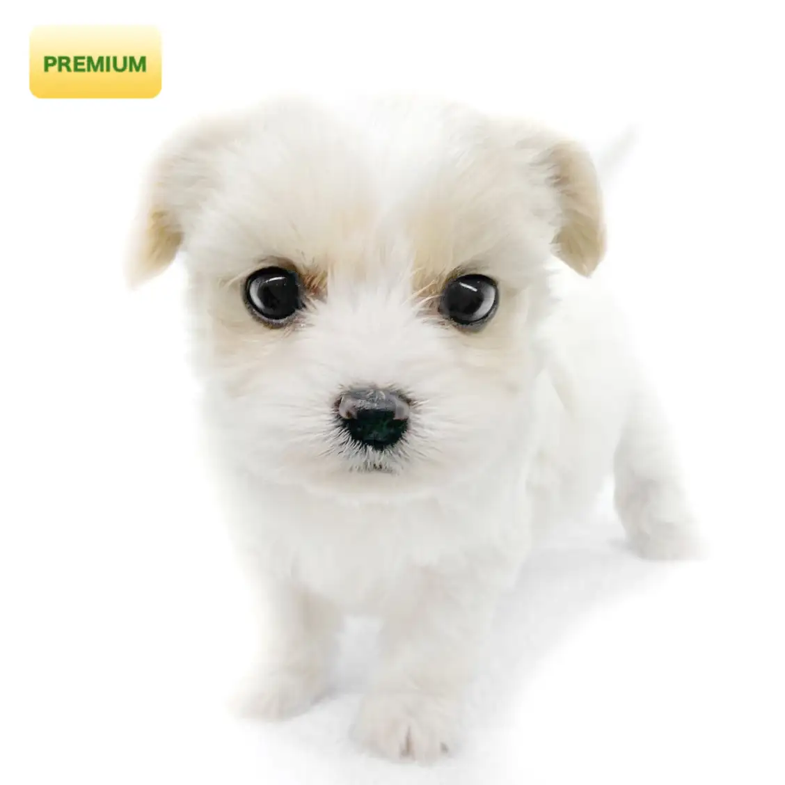 MIX(キャバリアキングチャールズスパニエル×ビションフリーゼ)