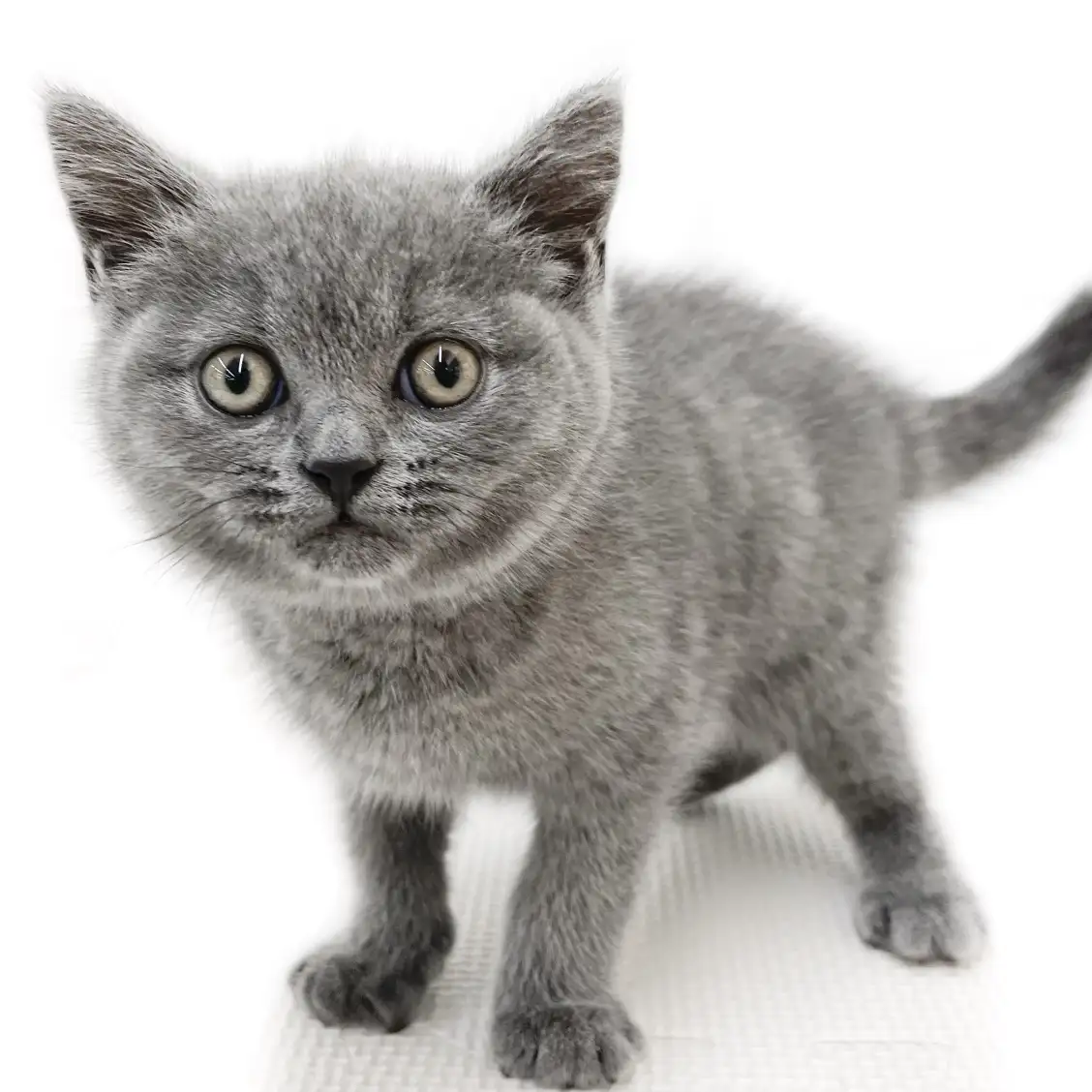 ブリティッシュショートヘア