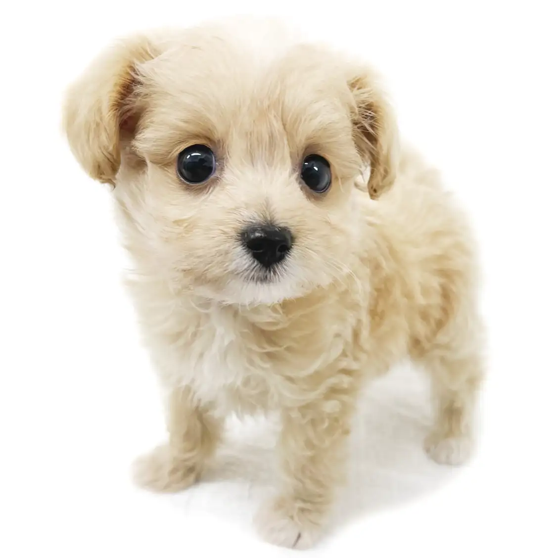 MIX(チワワ×トイプードル)