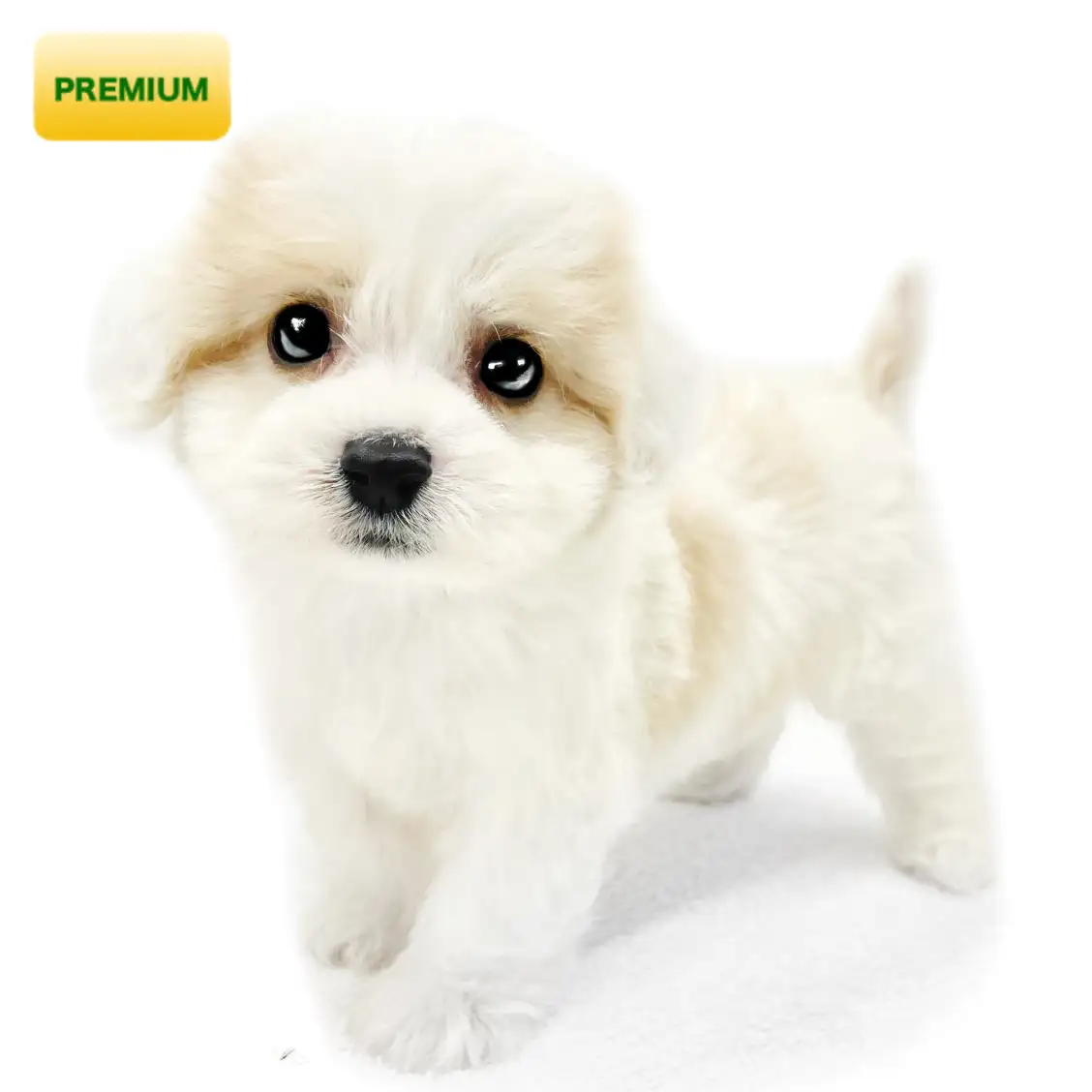 MIX(キャバリアキングチャールズスパニエル×ビションフリーゼ)