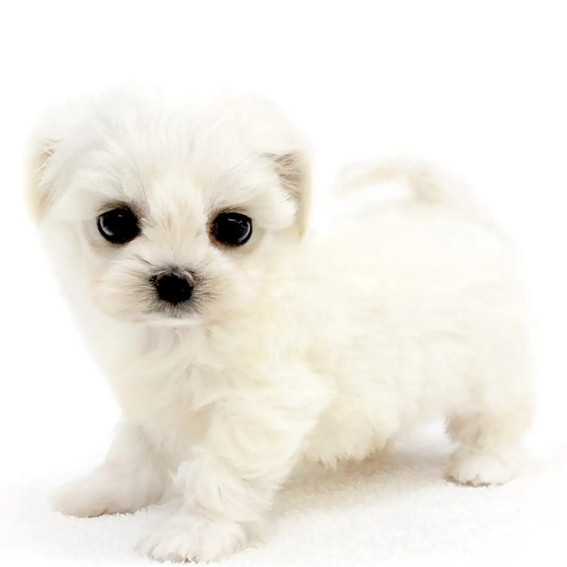 MIX（マルチーズ×チワワ）