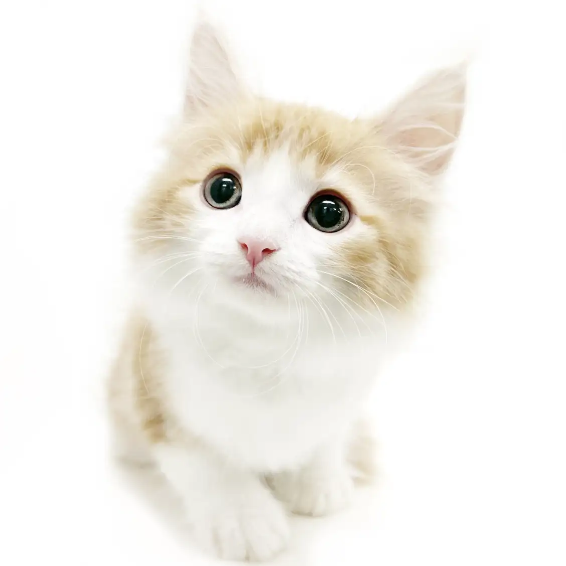 ノルウェージャンフォレストキャット