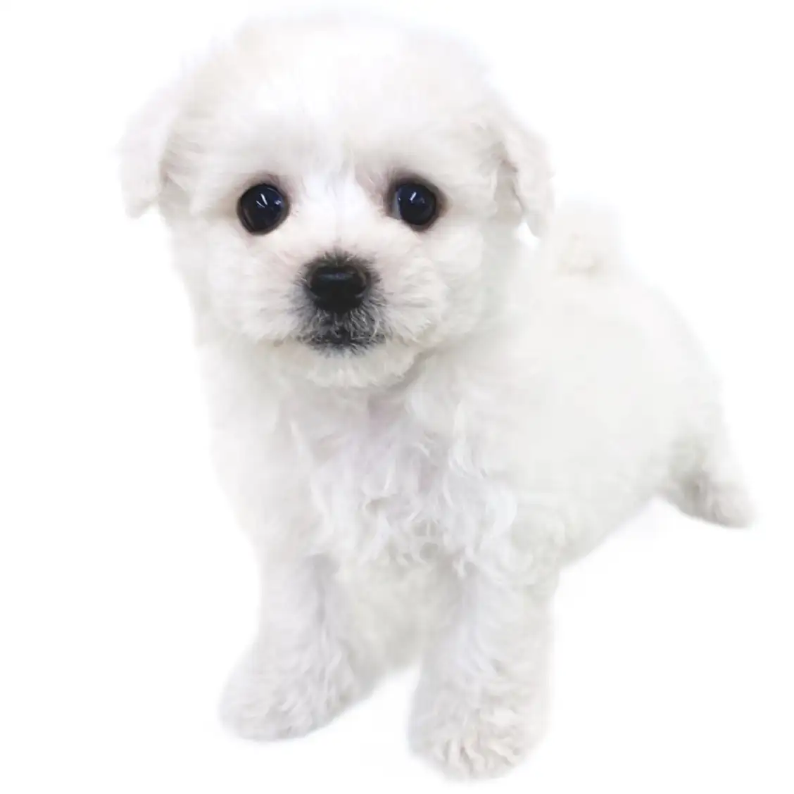 ビションフリーゼ