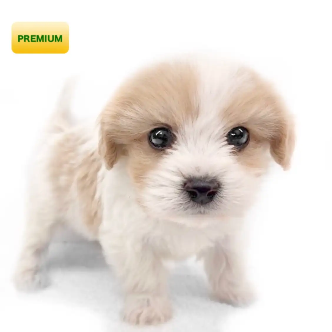 MIX(キャバリアキングチャールズスパニエル×ビションフリーゼ)