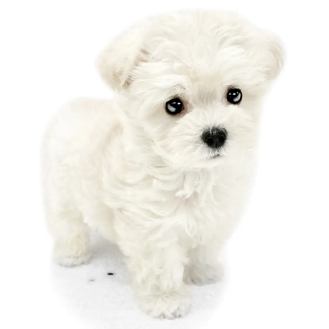 MIX（マルチーズ×トイプードル）