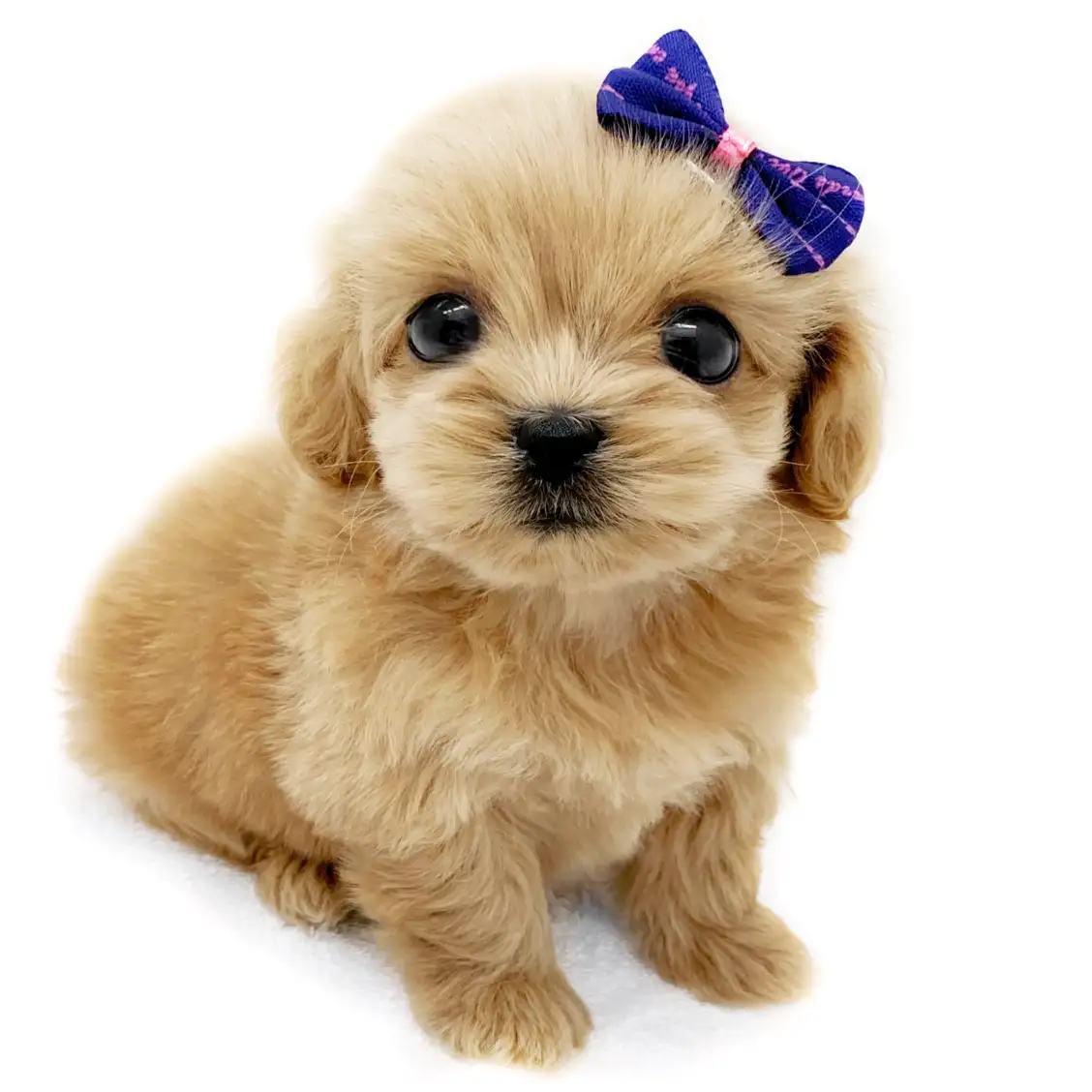 MIX(ペキニーズ×トイプードル)