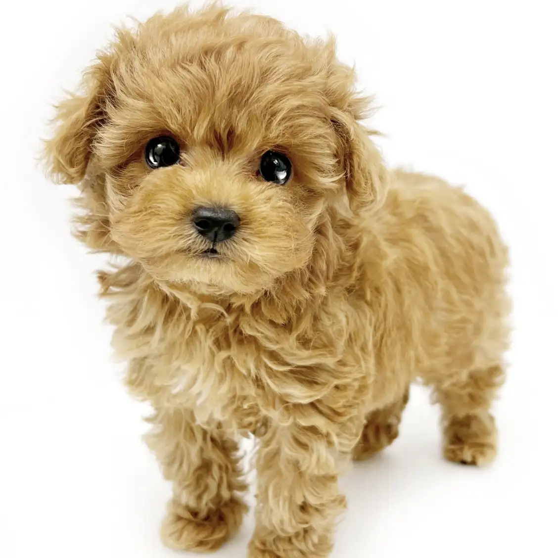 MIX(トイプードル×キャバリアキングチャールズスパニエル)