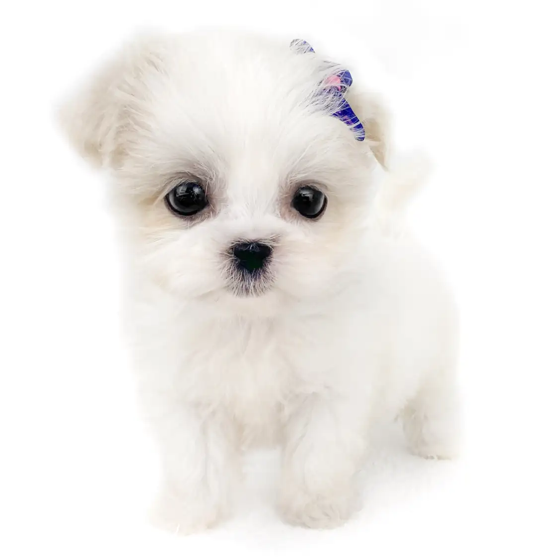 MIX(マルチーズ×シーズー)