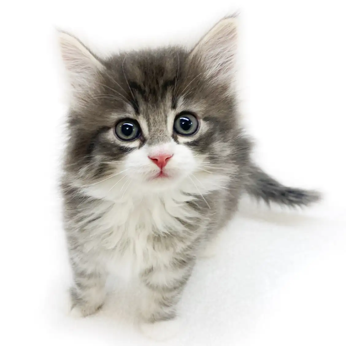 ノルウェージャンフォレストキャット