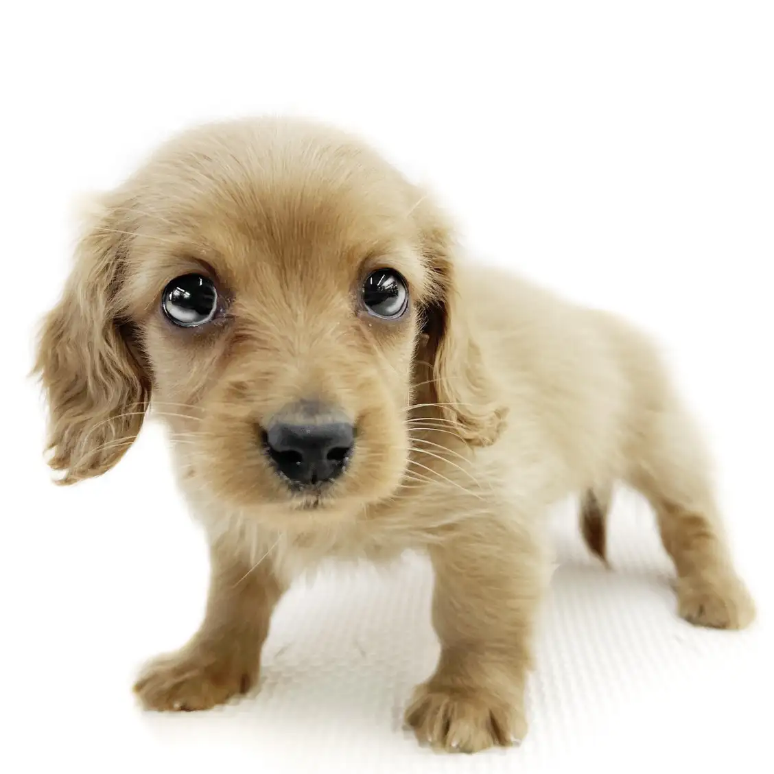 ミニチュア・ダックスフント