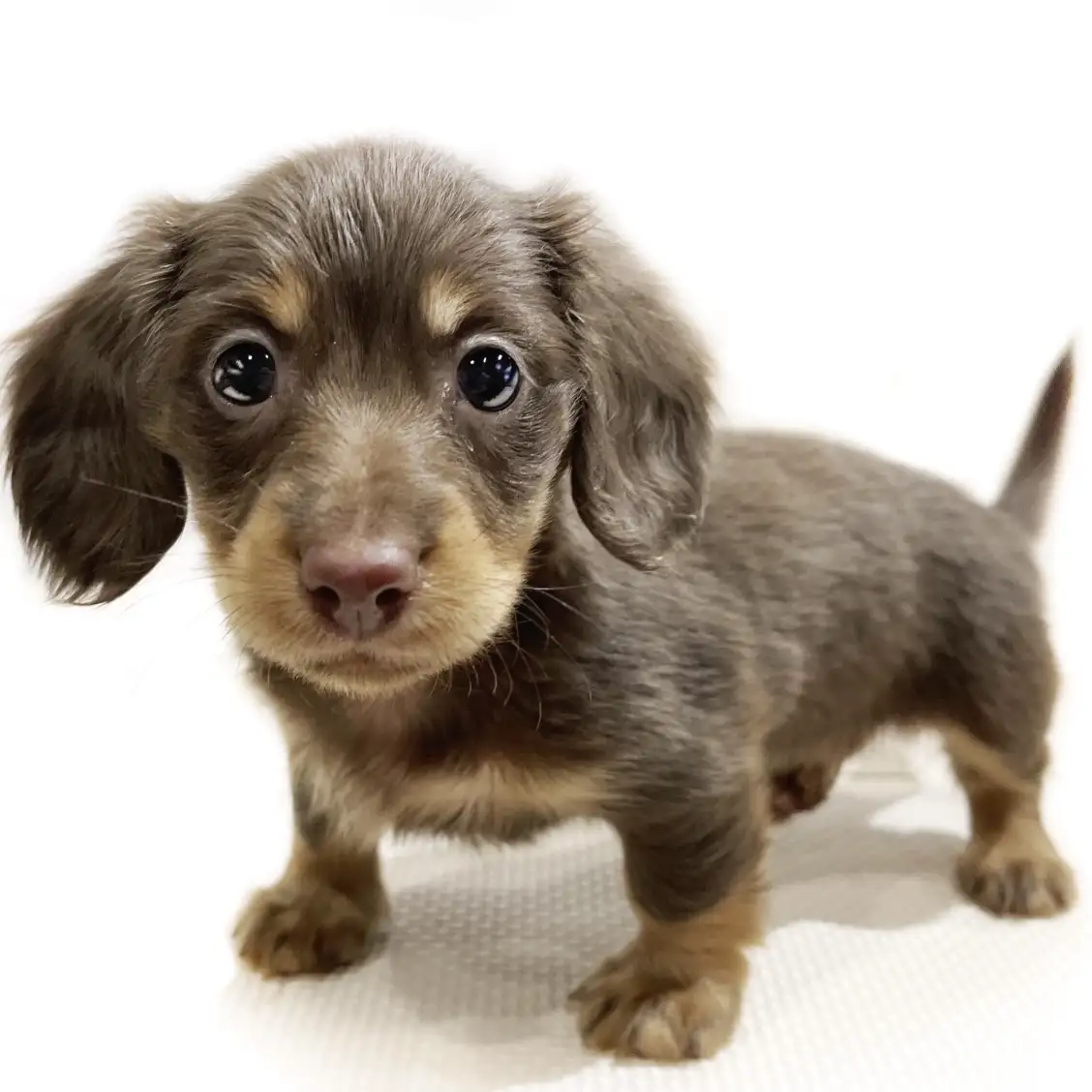 ミニチュア・ダックスフント