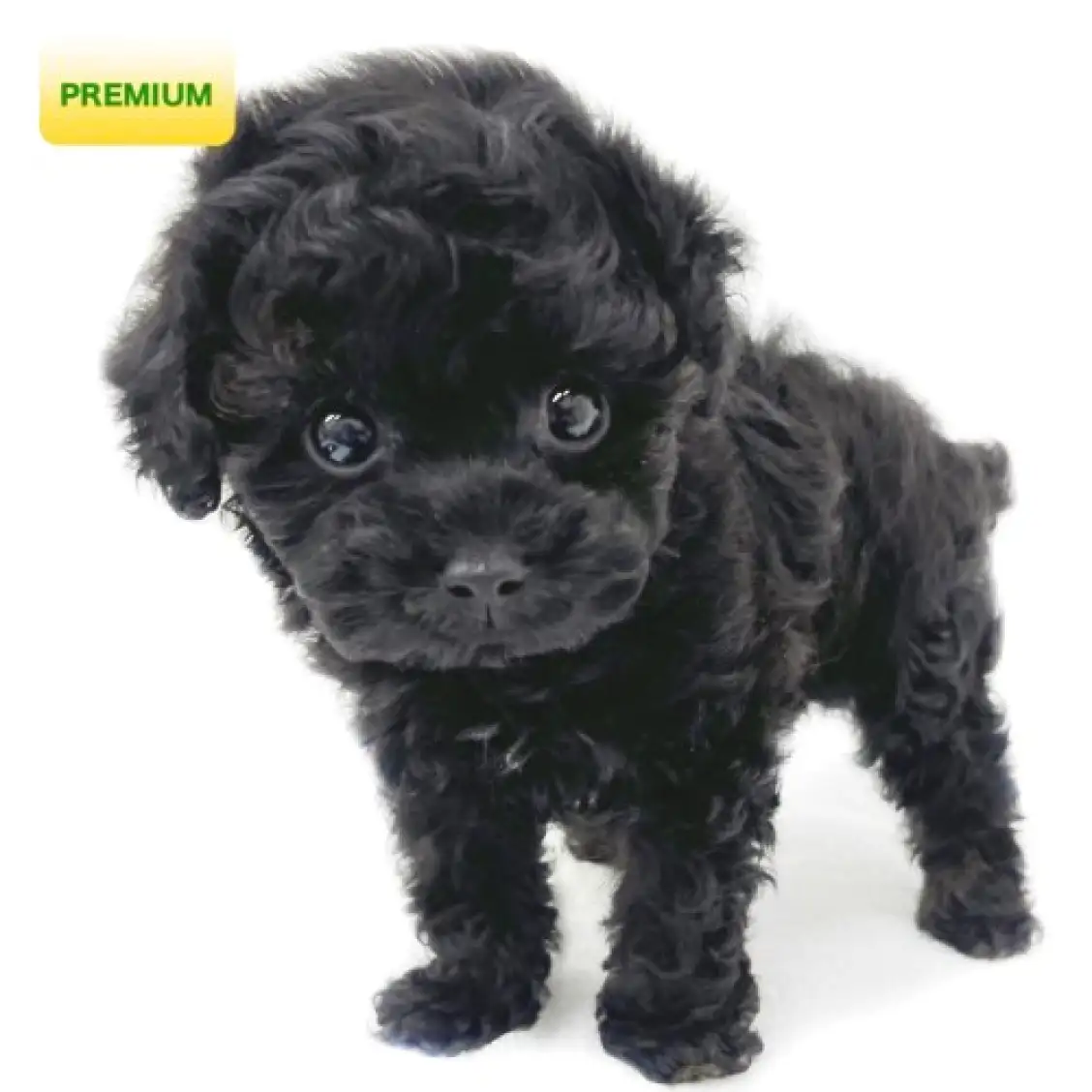 トイ・プードル