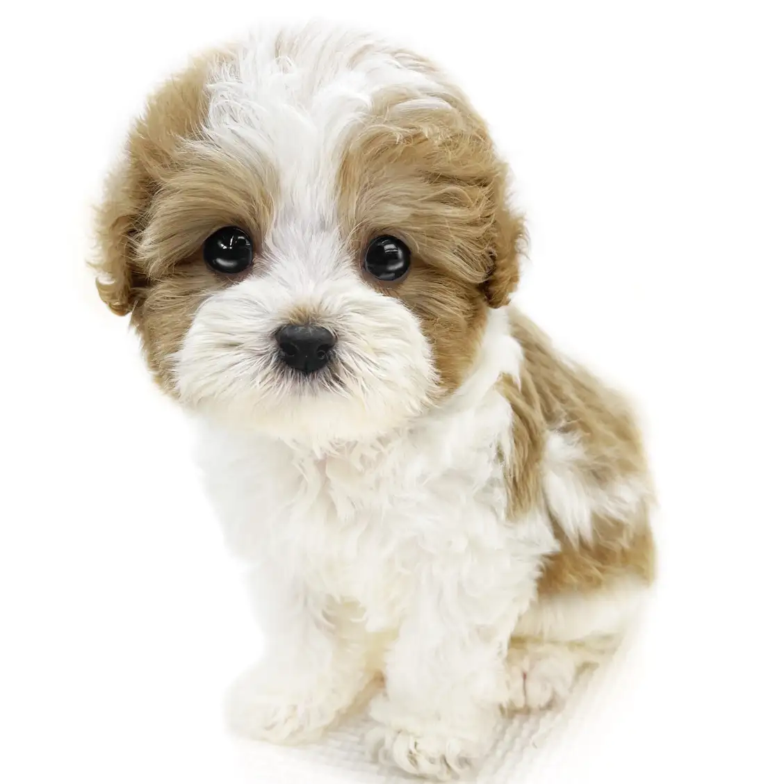 MIX(キャバリアキングチャールズスパニエル×トイプードル)