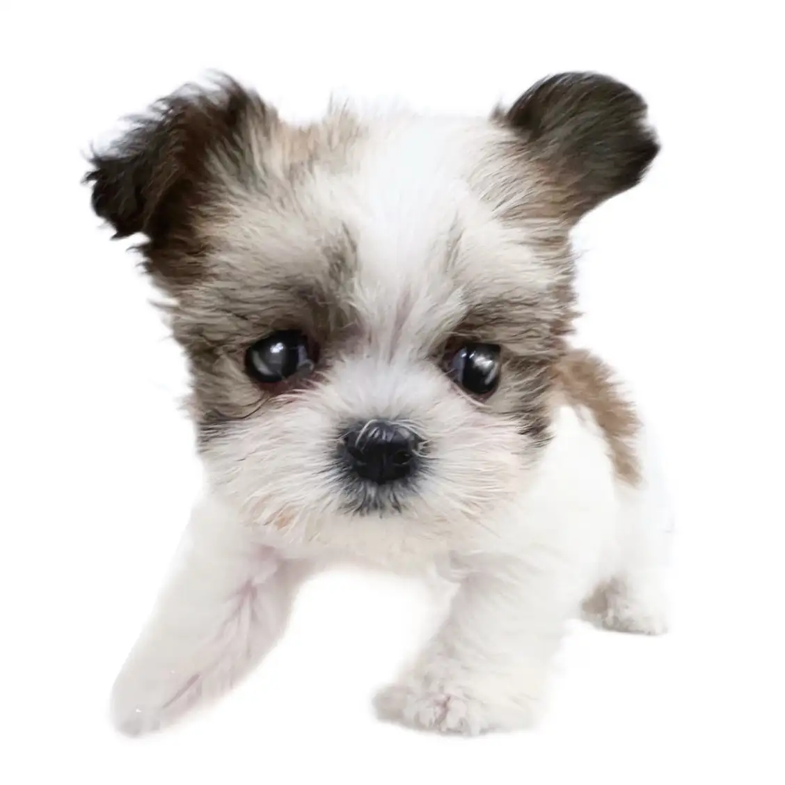 MIX(マルチーズ×シーズー)