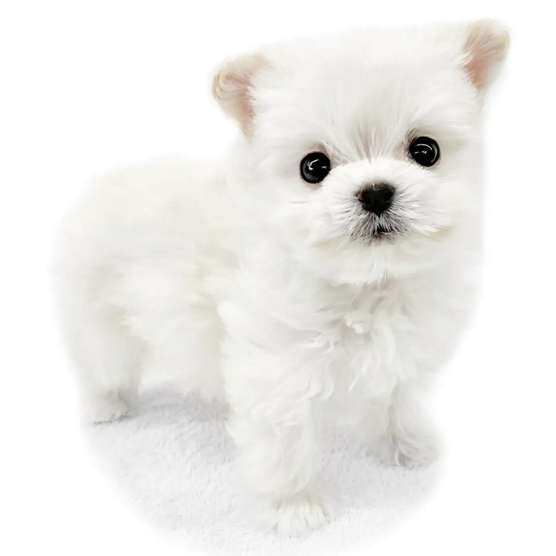 MIX(ポメラニアン×マルチーズ)