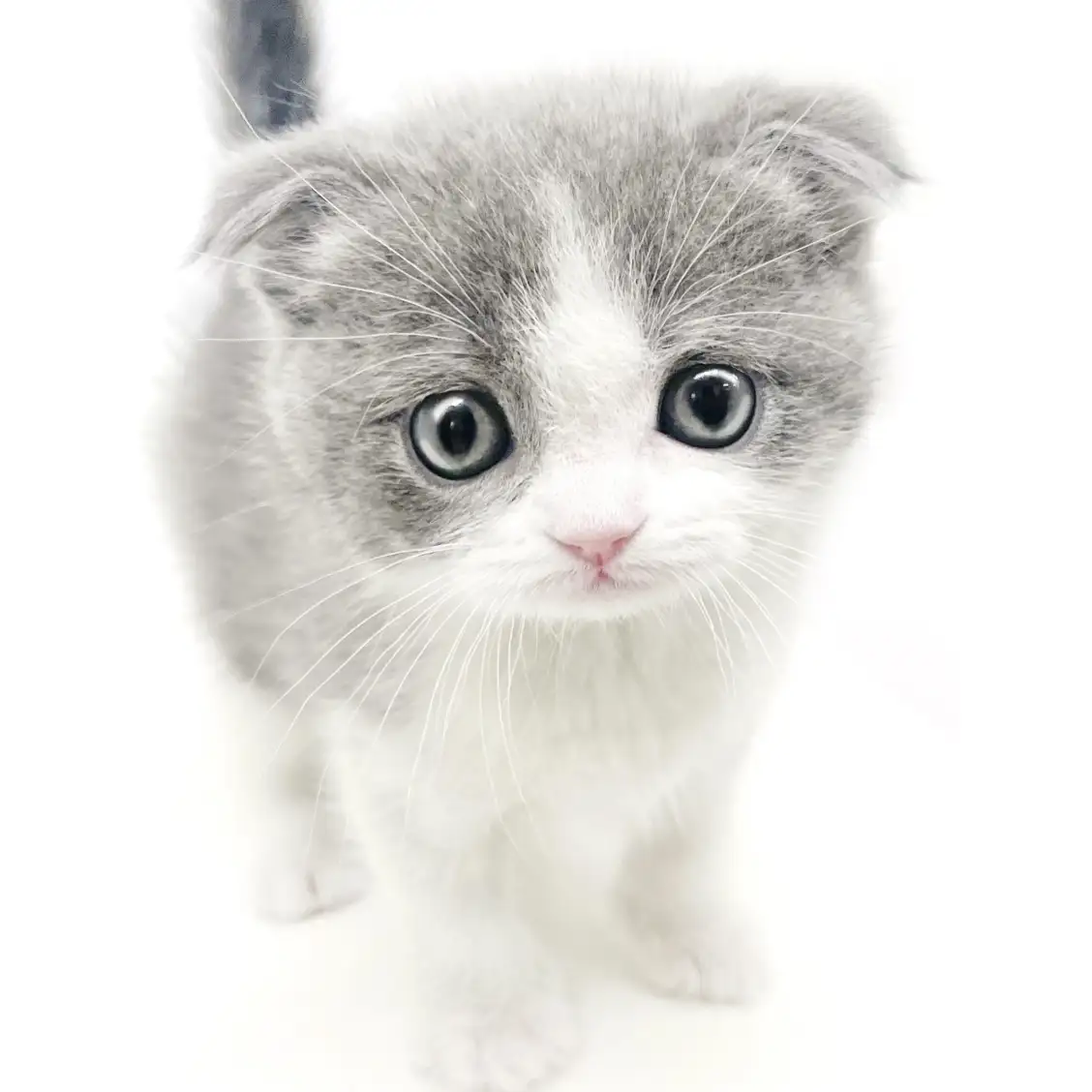 スコティッシュフォールド