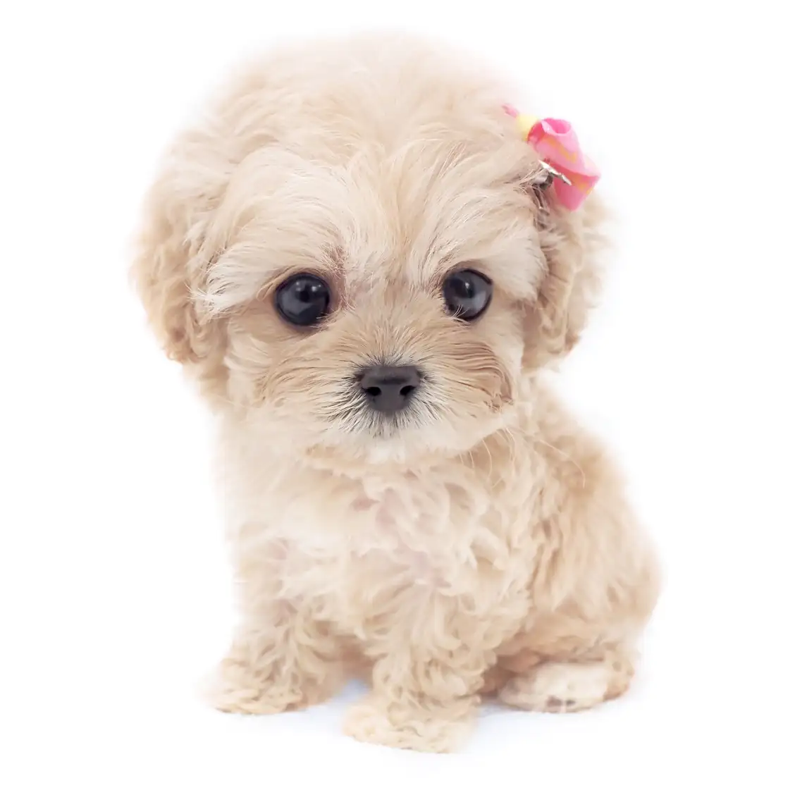 MIX(キャバリアキングチャールズスパニエル×トイプードル)